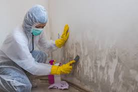 Best Basement Mold Removal in Royalton, IL